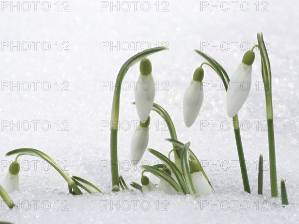Snowdrops