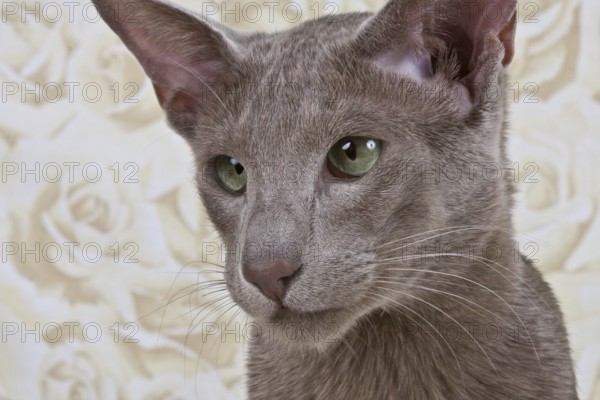 Male cat 1 year, portrait