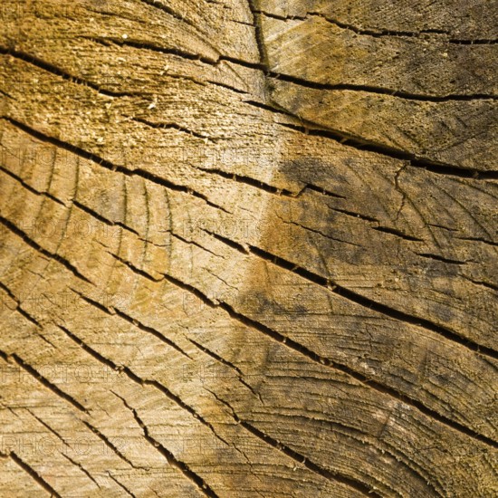 Tree stump background