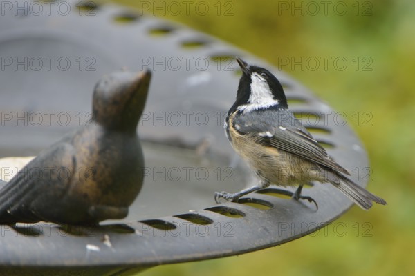 Coal Tit at the bird bath. Coal Tit, when feeding