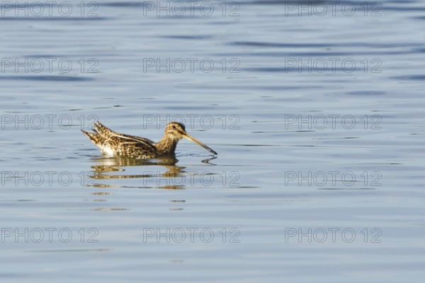 Common snipe when looking for food.snipe when looking for food.marsh snipe, Gallinago gallinago, Snipe