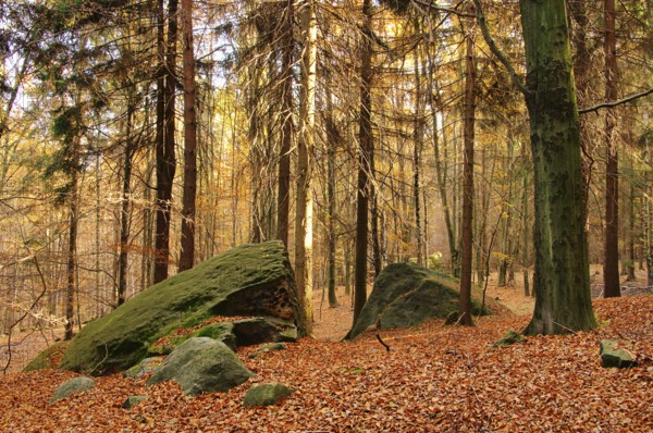 Sandsteinfelsen im Wald, sandstone rock in forest 11