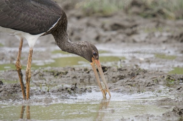 Young black stork with prey
