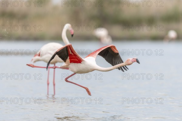 Flamingos (Phoenicopterus roseus) taking flight from a pond. Saintes Maries de la Mer, Parc naturel regional de Camargue, Arles, Provence Alpes Cote d'Azur, France, Europe