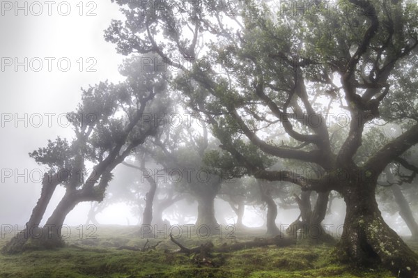 Old laurel forest in the fog, Fanal, Madeira