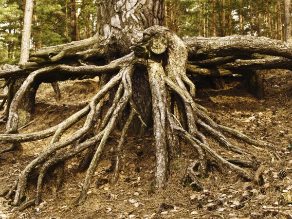 Photo of tree roots in the forest