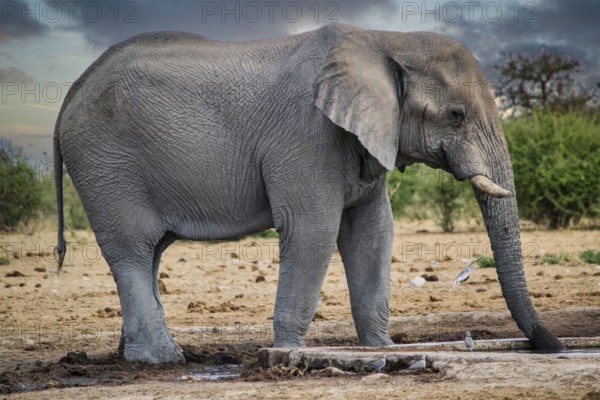 Elephant drinking from a waterhole in a national park in Africa. Safari animal wildlife