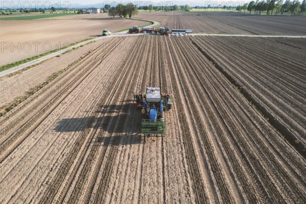 Blue tractor is planting tomatoes in a field, leaving a trail of freshly turned soil behind it as it moves through the rows