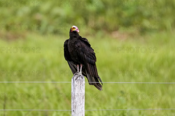 Lesser yellow-headed vulture perched on a wooden post against green background, Pantanal Wetlands, Mato Grosso, Brazil, South America
