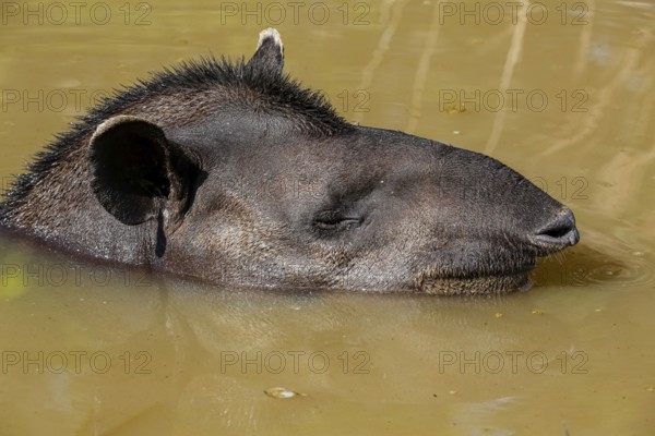 Close-up of a Tapir head in a muddy pond, side view face, Pantanal Wetlands, Mato Grosso, Brazil, South America