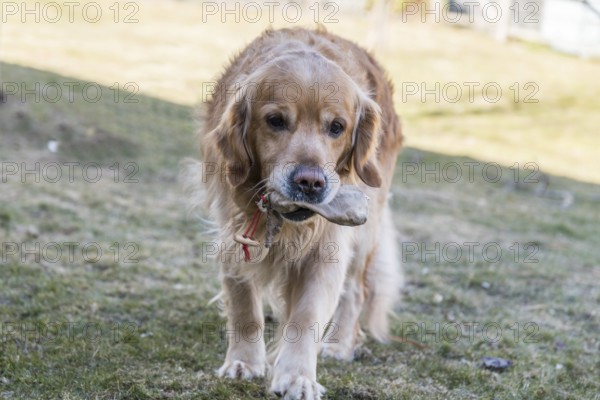 Dog training with Golden Retriever - companion dog and dog training