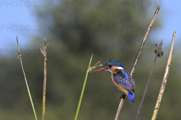 Scalloped ribbonfish (Corythornis cristatus, syn.: Alcedo cristata), also known as Malachite kingfisher, Khwai Northwest District, Moremi Game Reserve, Maun, Botswana, Africa