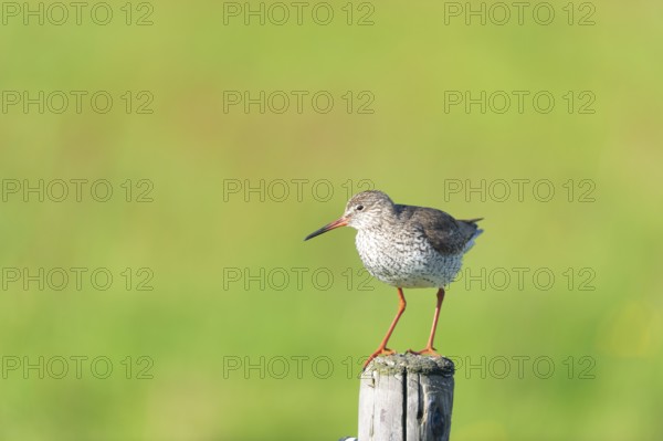 Common Redshank bird on pole