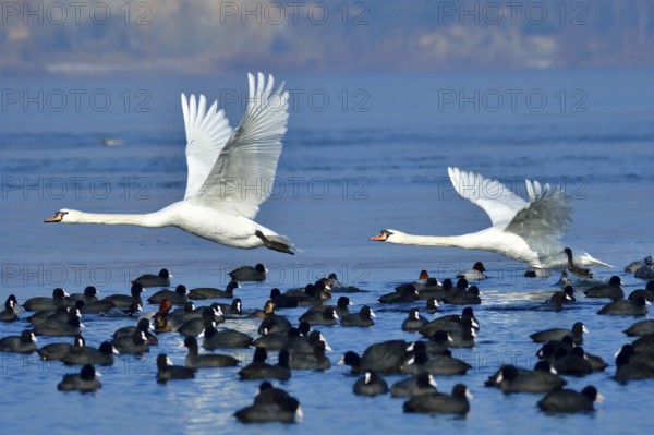 Mute swans at Lake Berzdorf in winter, Mute swan in flight