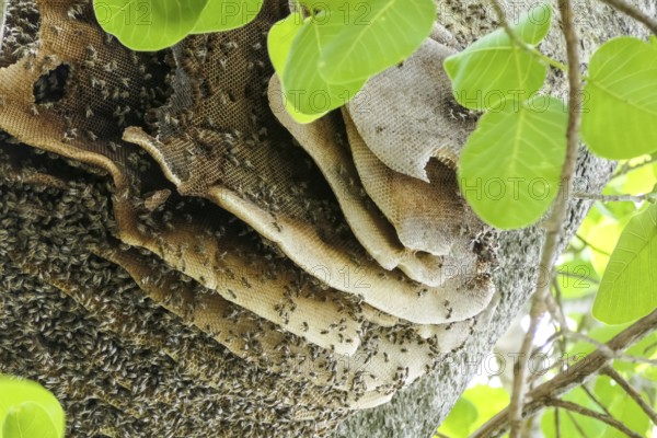 Close-up of a nest of Wild bees in a tree with green leaves, Pantanal Wetlands, Mato Grosso, Brazil, South America