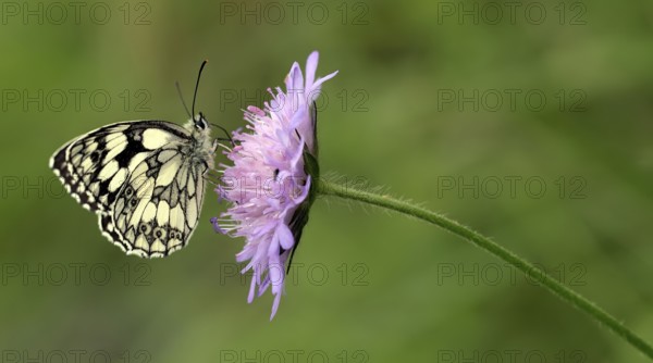 Chessboard (Melanargia galathea)
