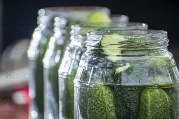 Pickled cucumbers with mustard in a jar. Appetizer for gourmets
