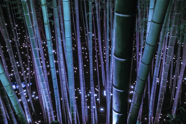 Small-diameter light-up of the bamboo grove (small desk Castle forest of citizen). Shooting Location: Yokohama-city kanagawa prefecture