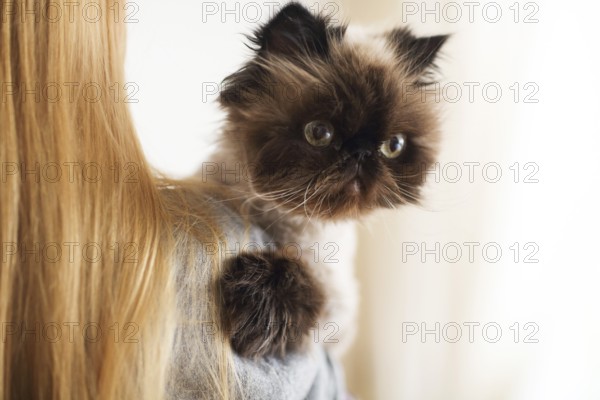 Blond woman with her Persian Cat Extreme with hairdress