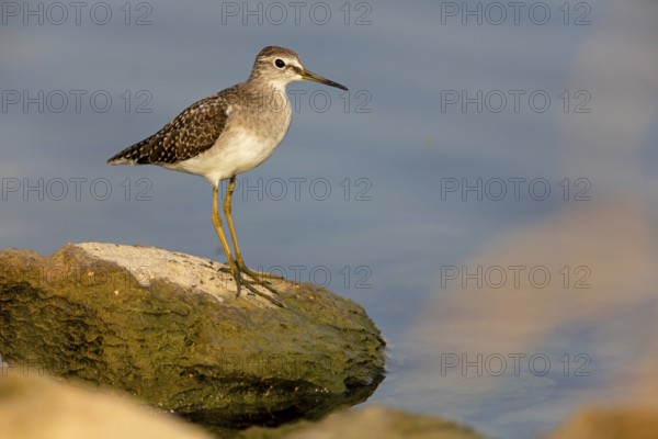 Wood Sandpiper, (Tringa glareola), Animals, Birds, Snipe family, Tirat Zvi Fish Ponds, Bet Shean Valley, Northern District, Israel, Asia