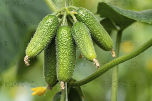 Group of natural organic cucumbers growing in greenhouse on agricultural farm before harvest in sunny day. Summer freshness eco vegetables