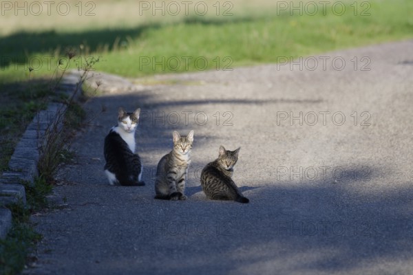 Curious cats in the village centre, cat, village gossip, gossip, curiosity, Michelfeld, Germany, Europe