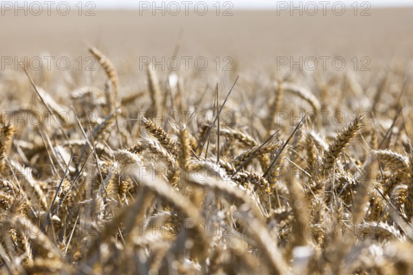 Endless views with golden ears of wheat under a bright sky, Coxhill, Shepherdswell, Dover, Kent, United Kingdom, Europe