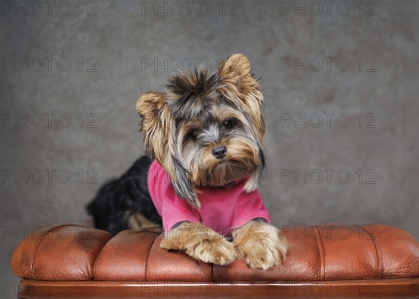 A Yorkshire Terrier standing on his hind legs, wearing a stylish pink outfit. Captured indoors against a soft grey backdrop, the small dog s expressive posture showcases both its playful nature and its adorable charm. The scene features the Yorkie in a studio setting, highlighting its well-groomed coat and detailed outfit