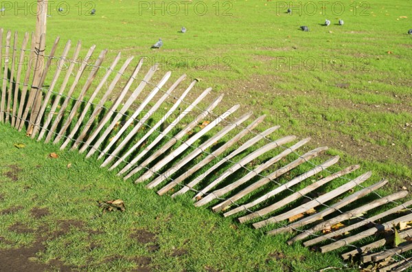 Green grass and fallen wood fence