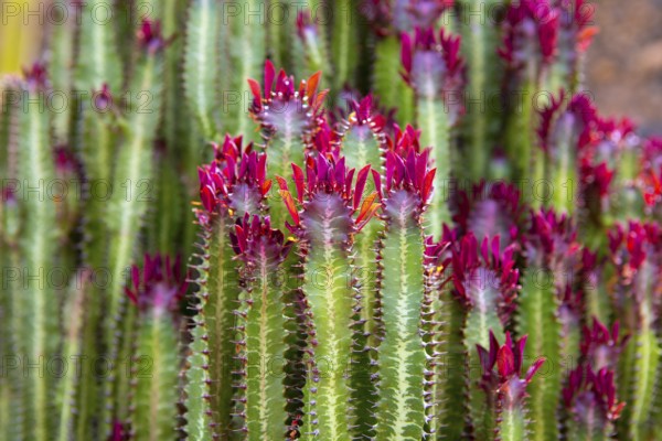 Lanzarote Guatiza cactus garden Euporbia Trigona from Namibia