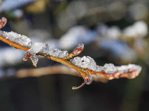 Macro view of snow crystals on blossoming branches, weseke, borken, münsterland, germany