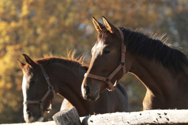 Mares in the pasture on a sunny morning