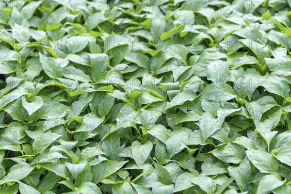 Pepper Seedlings, young foliage of pepper, Spring seedlings. Sprouts pepper
