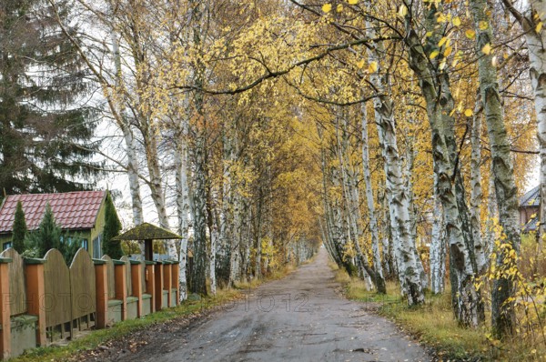 Birch on the edges of the road, autumn alley birch