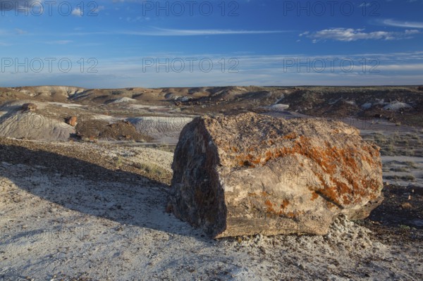 Petrified trees, Petrified Forest National Park, Arizona, USA, North America