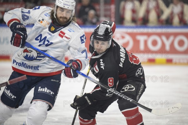 LanxessArena, Cologne, North Rhine-Westphalia, Maximilian Kammerer (Cologne Sharks, #9), Ryan Macinnis (Adler Mannheim, #74), PENNY DEL, Cologne Sharks-Adler Mannheim on 02/02/2025 at the LanxessArena in Cologne Germany