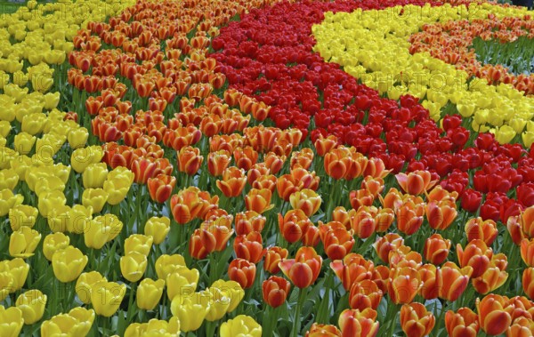 Tulip field