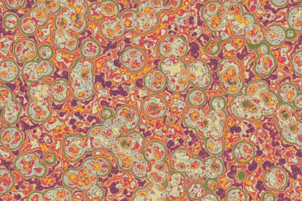 Shape of bacterial cell: cocci, bacilli, spirilla bacteria background