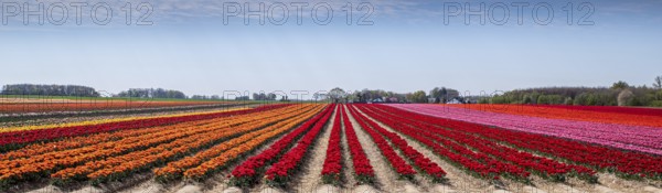 Tulip field with different colours in springtime as a panorama photograph. Tulip field with different colours in springtime