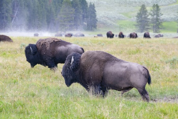 The herd bisons in Yellowstone National Park, Wyoming. USA. The Yellowstone Park bison herd in Yellowstone National Park is probably the oldest and largest public bison herd in the United States