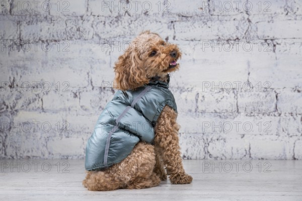 Small funny dog of brown colour with curly hair of toy poodle breed posing in clothes for dogs. Subject accessories and fashionable outfits for pets. Stylish overalls, suit for cold weather for animal