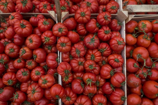 Ox heart tomatoes in boxes at a market