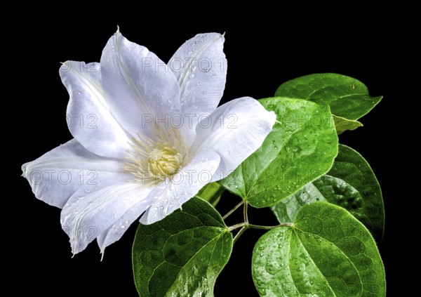 Beautiful Blooming white clemantis Arabella flower isolated on a black background. Flower head close-up, Odessa, Ukraine, Europe
