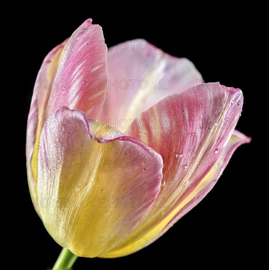 Beautiful blooming pink tulip flower isolated on a black background. Flower head close-up, Odessa, Ukraine, Europe