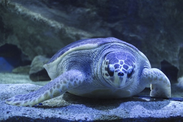 A turtle is sleeping underwater