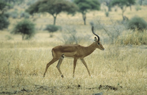 Impala antelope (Aepycerus melampus)