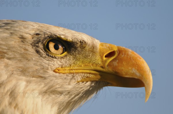 Portrait of a young bald eagle. portrait of a young bald eagle