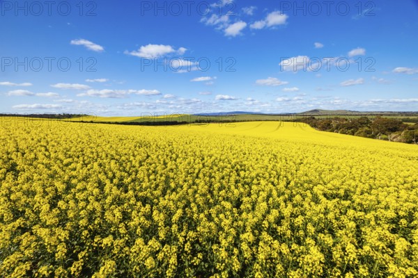 Fields of canola shine on a clear sunny day near Beveridge between old Sydney Rd and the Hume Hwy in Melbourne, Victoria, Australia, Oceania