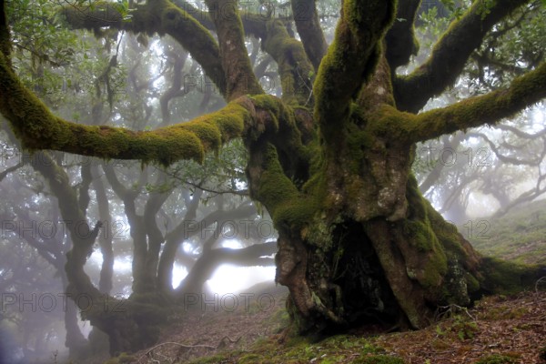 Laurel forest (Laurisilva) Unesco World Heritage Site, nature reserve, fog, evergreen, village of Fanal 1236 m, Posto Florestal da Fanal, Madeira