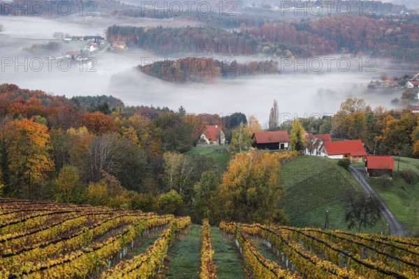 Autumn atmosphere in the early morning, vineyard, fog drifts through the hilly landscape in the valley, St. Andrä-Höch, Sausal wine country, Styria, Austria, Europe